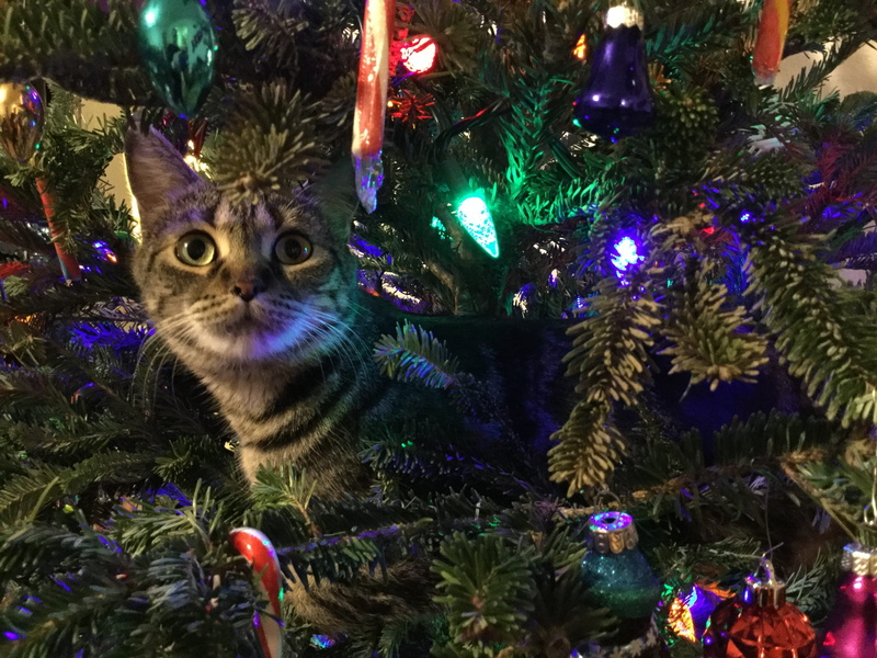 playing, play, holidays, brown, tabby, one animal, ornament, feline, animal themes, adorable, christmas decoration, plant, christmas, no people, domestic