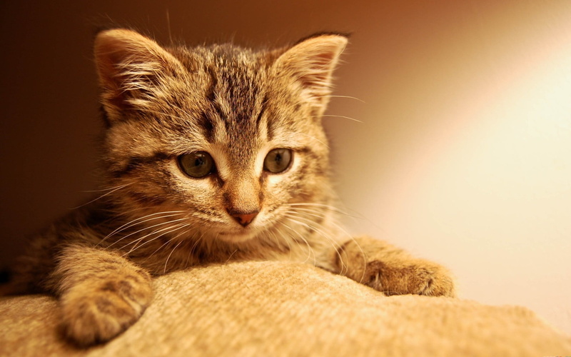 animal, animal eye, portrait, kitten, indoors, mammal, pets, animal body part, relaxation, feline, animal head, domestic, whisker, 1080P, looking at camera