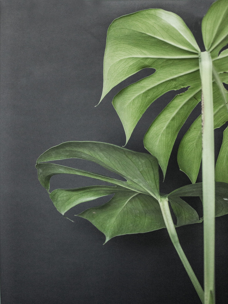 growth, 4K, flowering plant, interior design, no people, black, nature, minimal, high angle view, fragility, outdoors, black background, plant part, leaf