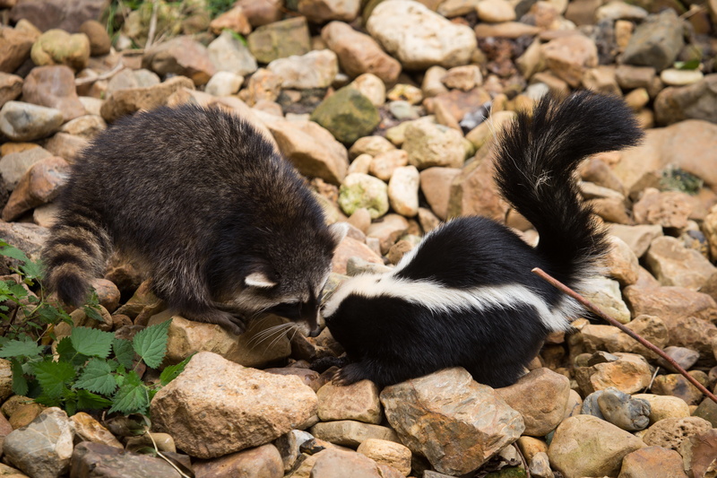 animals, raccoons, rocks, skunk, 5K