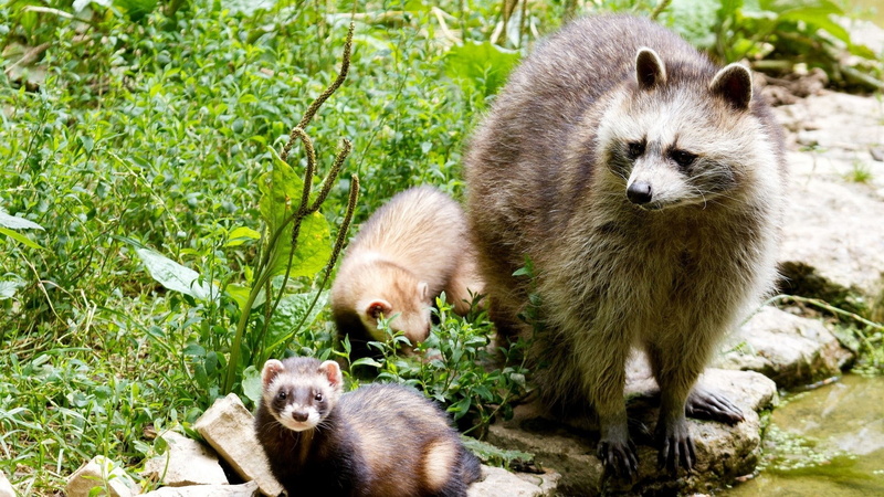 togetherness, raccoons, animal, group of animals, young animal, two animals, plants, plant, 1080P, grass, looking at camera, animal wildlife, nature, animal family