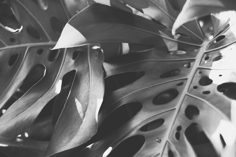 cup, growth, sunlight, plant, tree, still life, wheel, human, veins, plant part, pattern, focus on foreground, spoke, selective focus, flower, full frame