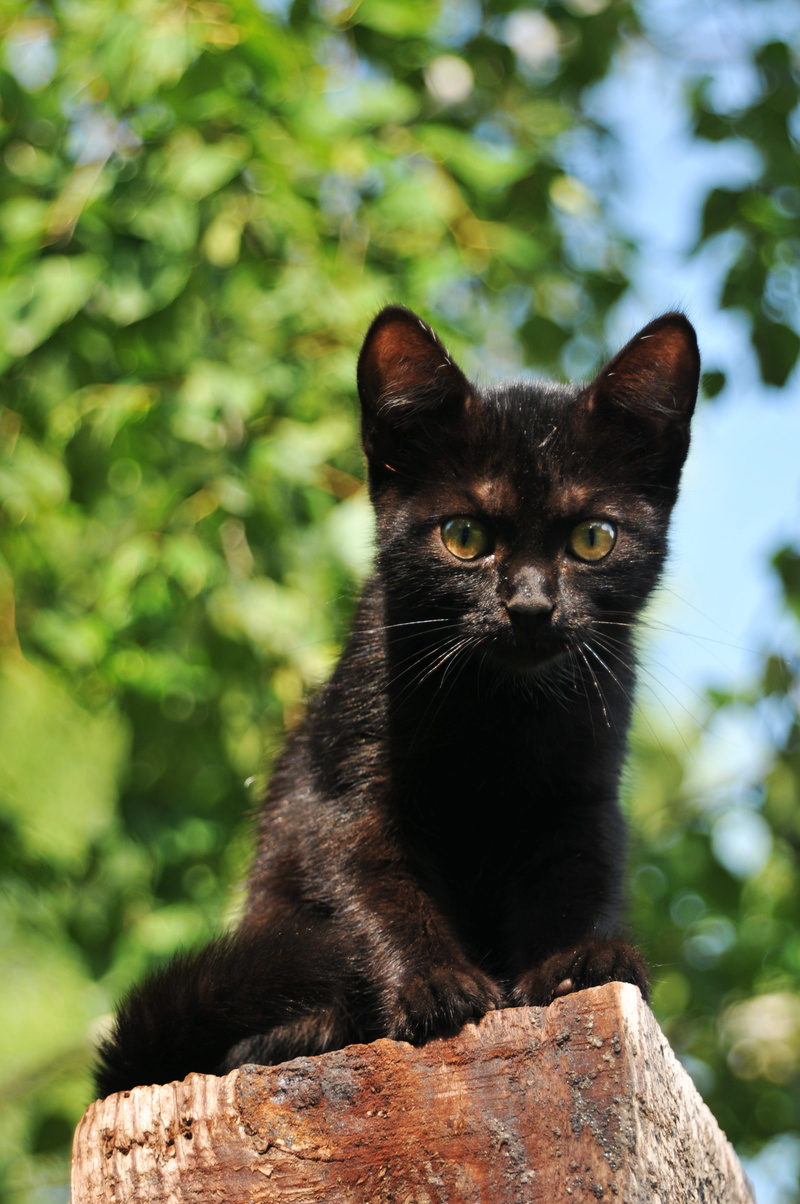 domestic animals, summer, homeless, animals, looking at camera, focus on foreground, pet, tree, mammal, beautiful cat, nature, handsome man, portrait, animal themes