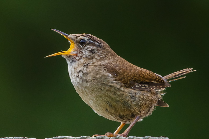 wildlife, brown bird, feather, brown, bird, Vote, Voice, Andy, Wren, BBC, 720P, animal, bird Watching, Hampshire, Nature, Britain, earth, beak, Itchen Abbas