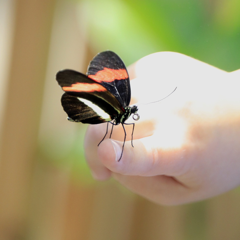 human hand, friendly, curl, focus on foreground, serendipidous, day, finger, butterflies, one person, body part, black and red, beauty in nature, unexpected