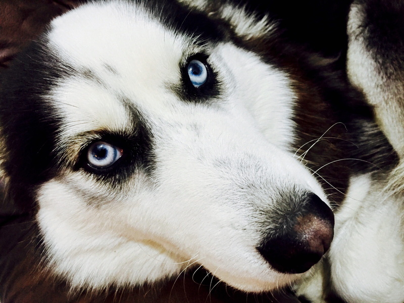 domestic animals, domestic, animal themes, home, pet, eye, blanche, animal nose, husky, animal eye, blue, vertebrate, no people, animal mouth, beautiful
