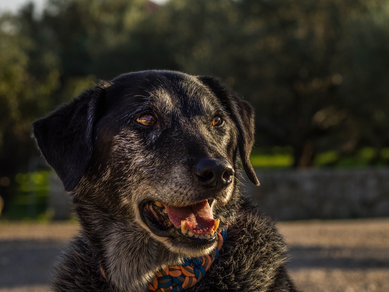 pets, snout, mouth open, day, head, focus on foreground, vertebrate, face, charming, male, canine, animal portrait, fur, one animal, dog look, watch, good