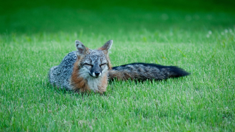 1080P, kit fox, nose, portrait, pets, baby, fur, sitting, predator, kitty, domestic, feline, domestic animal, mammal, life, wildcat, face, animal, adorable