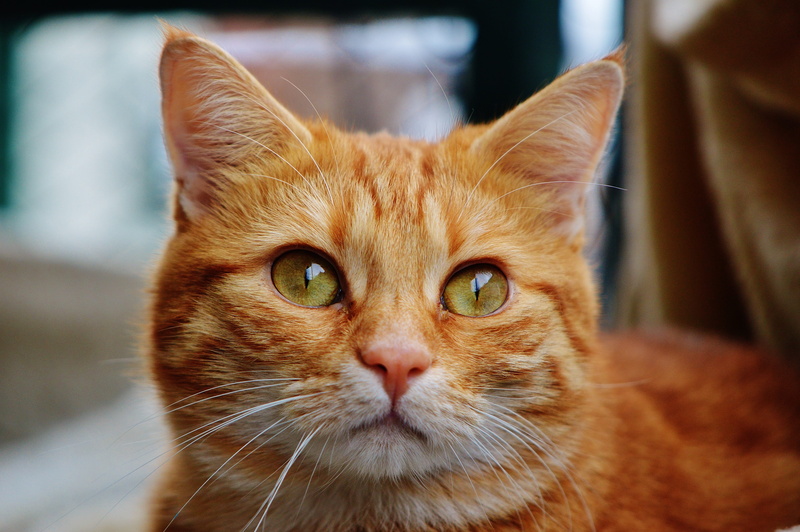 cats eyes, portrait, cat, looking at camera, feline, adidas, kitten, animal, pet, cute, animal body part, animal eye, ginger cat, cat face, domestic cat