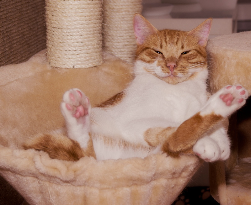 fun, pets, pasha, lying, mackerel, tired, ginger cat, supine position, cat, look, funny, good, indoors, mieze, cuddly, kratzbaum, paws, home interior, domestic animals