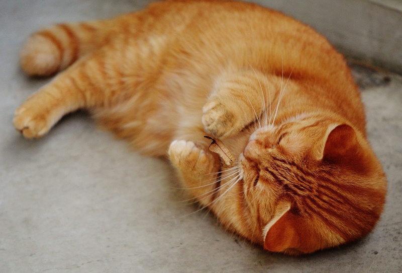 mackerel, napping, cat face, relaxation, sleeping, eyes closed, close-up, red cat, domestic cat, playful, whisker, vertebrate, young cat, resting, tabby