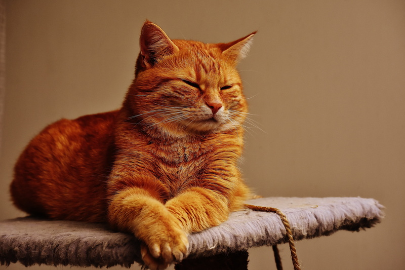 cats eyes, red mackerel tabby, vertebrate, adidas, tree, orange color, animal world, ginger cat, brown, fur, pet, no people, sweet, young cat, 5K, animal