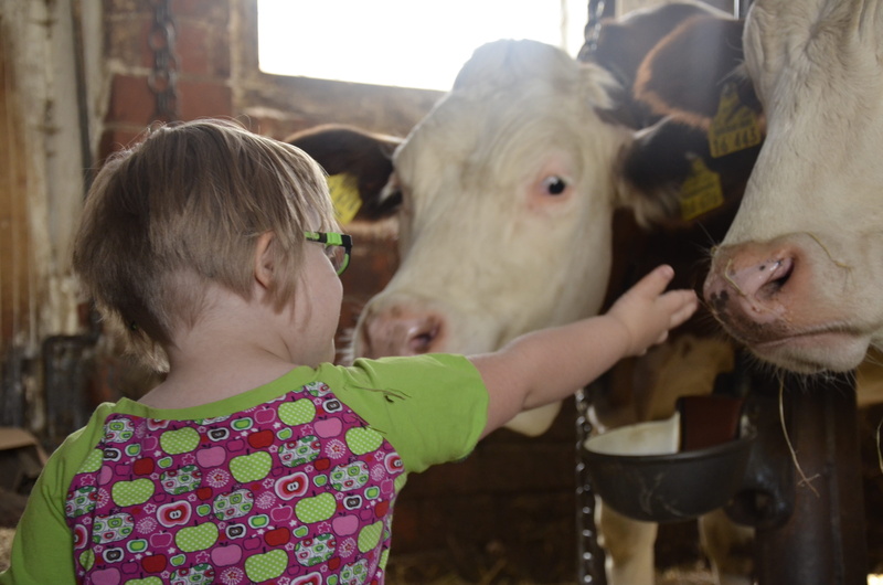 domestic animals, cow, women, pets, handicap, happy, play, one person, down syndrome, mammal, children, trisomy, innocence, cheerful, curious, girls, animal