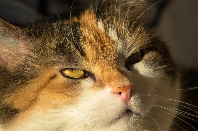 domestic cat, watch, vertebrate, domestic animals, looking away, eyes, no people, close-up, snout, looking, focus on foreground, animal nose, yellow eyes