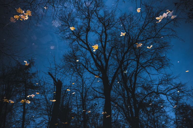 light, scenics - nature, tree, lamp post, growth, night, plant, tower, blue, bare tree, sky, low angle view, 5K, lantern, silhouette, nature, tranquility