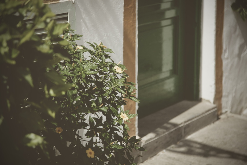 growth, clothing, 2K, fashion, robe, houseplant, green, focus on foreground, beauty in nature, leaf, home decor, house, day, handrail, nature, planter