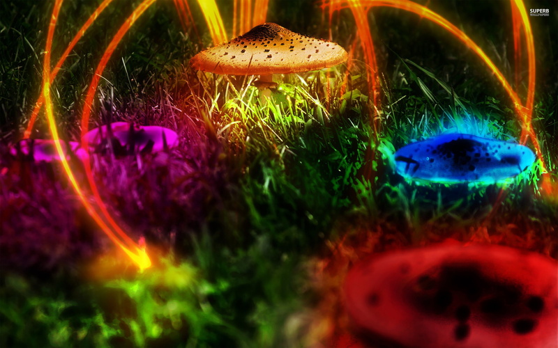 food, nature, no people, water, multi colored, growth, fungus, 2K, beauty in nature, close-up, vegetable, day, food and drink, mushroom, selective focus