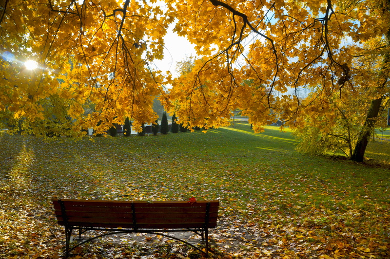 plant, 4K, template, maple, no people, autumn collection, tranquility, november, trees, forest, seasonal, orange color, colorful, texture, nature, park bench