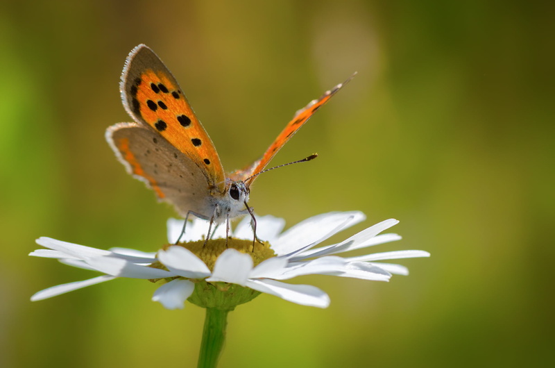 gray, animal Wing, animal, daisy, close-up, butterfly - Insect, white Daisy, summer, Macro, insect, brown, butterfly, Belgium, perched, Nature, beauty In Nature