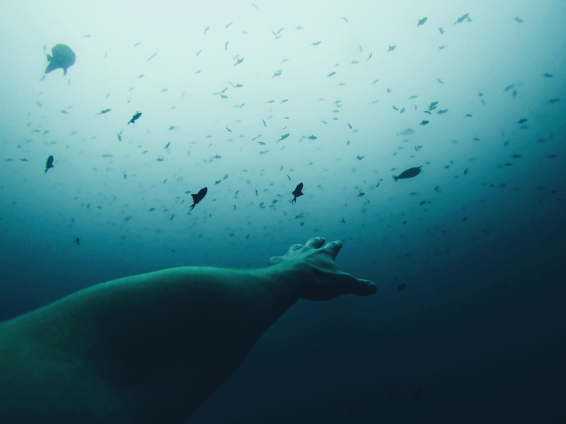 person, 2K, s, beneath, animal, swimming, mammal, blue, hand, aquatic Mammal, water, silhouettes, under water, ocean, underwater, group of animals, sea