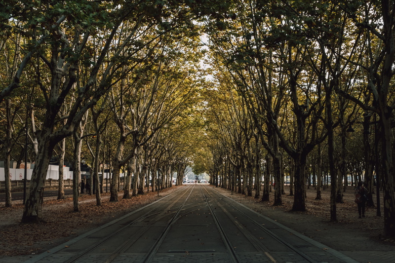 vanishing point, beneath, nature, beauty in nature, outdoors, diminishing perspective, change, daytime, tranquility, treelined, plant, track, 5K, road