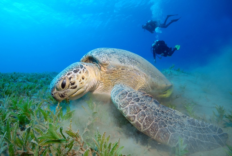 2K, water, animal wildlife, adventure, underwater, undersea, animals in the wild, diving equipment, animal, coral reef, blue, sea turtle, draft, nature