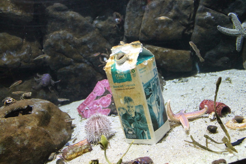 water, number, rock - object, 1080P, sea, marine, nature, currency, transparent, paper currency, animals in captivity, beneath the surface, milk, waste