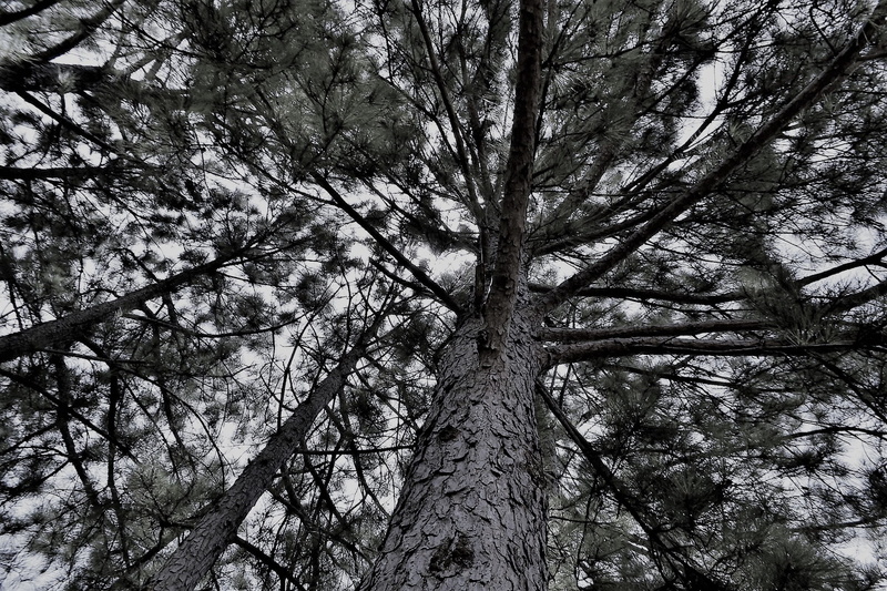 growth, season, autumn, nature, looking up, natural, land, tree canopy, tree trunk, wild, trunk, color, forest, directly below, scenic, beauty in nature
