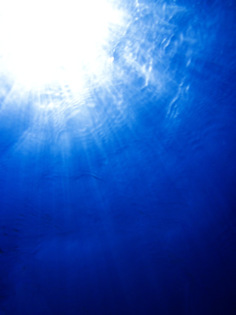 blue, backgrounds, sun, undersea, surface, ocean, underwater, water, dive, marine, sea life, solar, tranquility, nature, below, beneath, animals in the wild