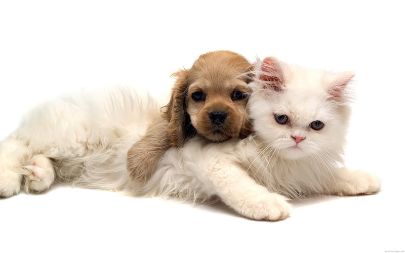 animal, cat, love, american, white, cocker, hug, 2K, persian, spaniel, puppy, brown