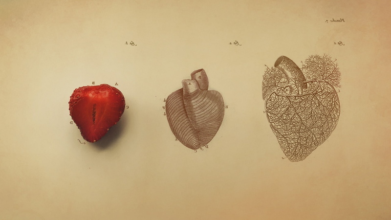digital art, 1080P, drawing, Organs, Medicine, fruit, Simple, Hearts, Strawberries, vintage, Simple Background, text, Veins, Biology, minimalism