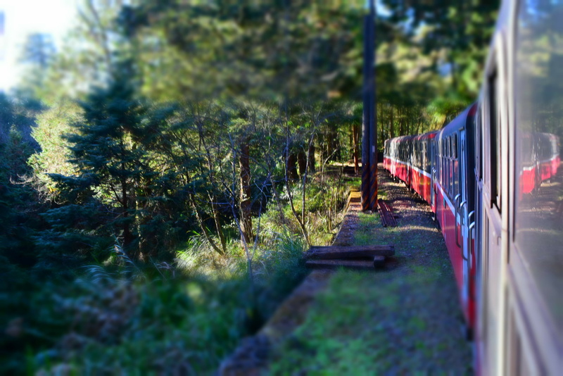 nature, travel, mode of transportation, selective focus, forest, no people, railroad track, railway, day, rail transportation, taiwan, public transportation