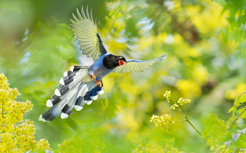 Taiwan Blue Magpie, Bird, Birds, 4K