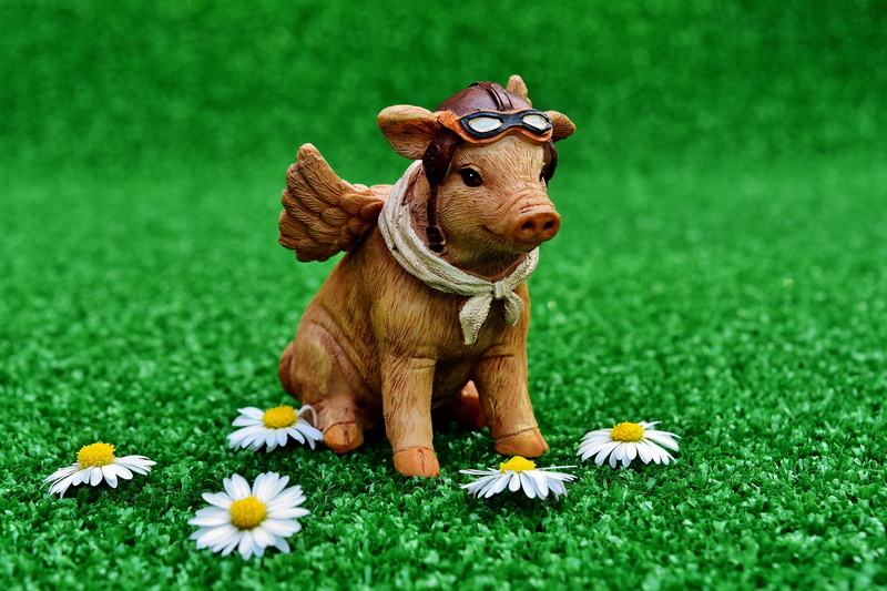 freshness, pig, outdoors, flowering plant, domestic Animals, field, brown, cute, summer, flower, animal, pasture, mammal, animal themes, pilot, 5K, one animal