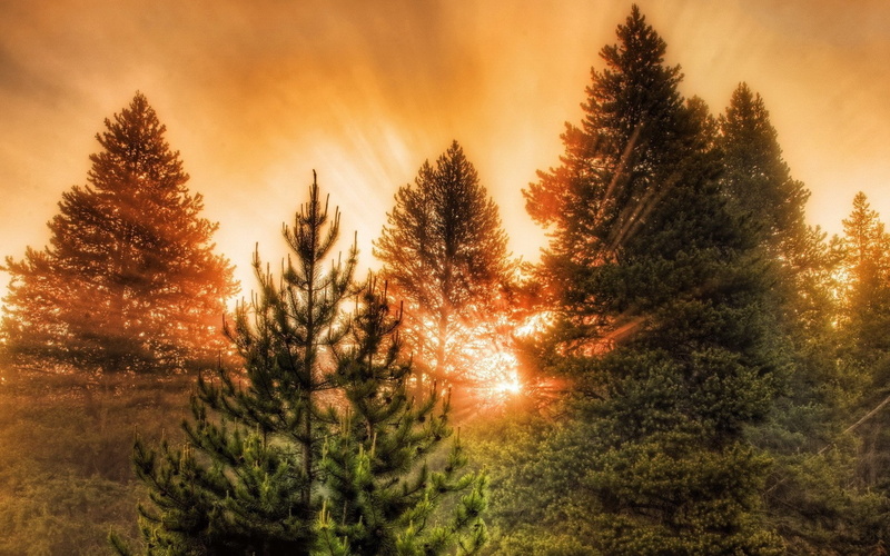tree, coniferous tree, scenics - nature, full hd 1080p nature  desktop backgrounds hd 1920x1200, sky, tranquil scene, non-urban scene, growth, nature, 1080P