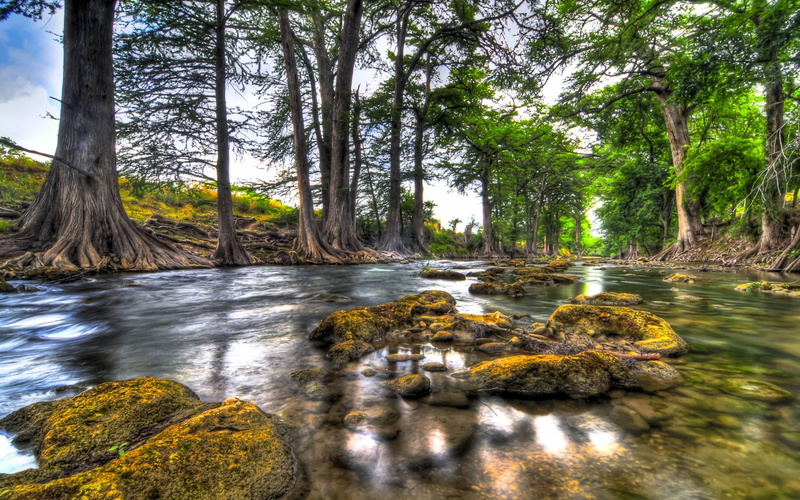 scenics - nature, tree trunk, solid, land, nature, rock - object, full hd 1080p nature  desktop backgrounds hd 1920x1200, day, growth, non-urban scene