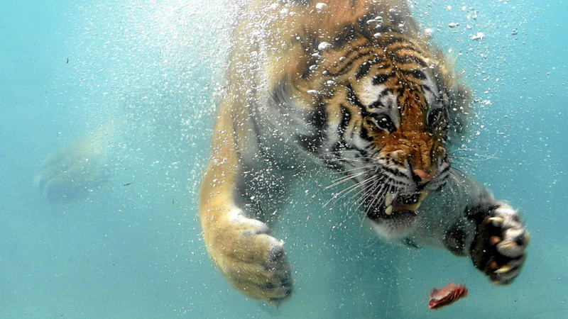 one person, bubble, tiger high resolution desktop backgrounds, water, swimming pool, underwater, leisure activity, pets, nature, mammal, undersea, portrait