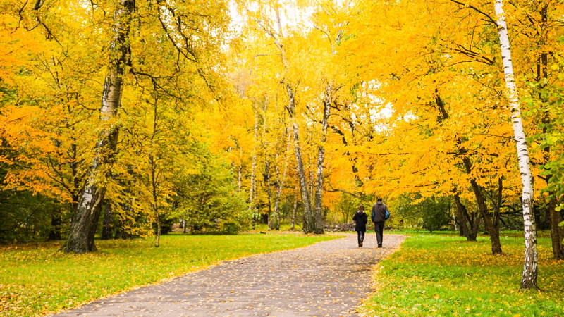 september, full length, 5K, lifestyles, people, forest, autumnal, color, tranquility, red, autumn, leaf, oak, rear view, beauty in nature, change, seasonal