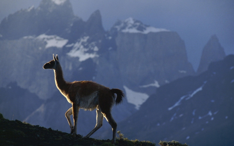 vertebrate, animal themes, llama, no People, 1080P, animal wildlife, mountain Peak, domestic animals, one animal, travel, herbivorous, andes, sky, lama