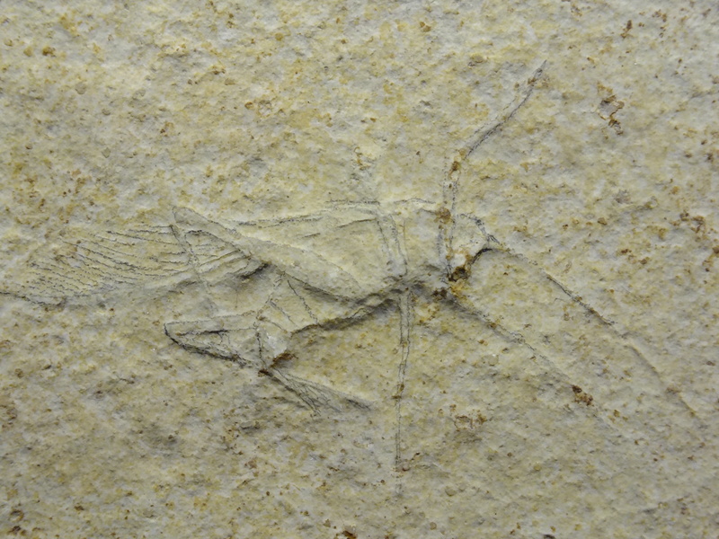 natural history museum, steinplatte, petrification, solid, pattern, fossil, rock, outdoors, no people, 2K, animal themes, history, marble, close-up, ancient