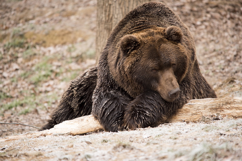 outdoors, one Animal, carnivore, danger, zoo, relaxation, nature, canada, hunting, grizzly bear, 5K, animals In The Wild, animal, day, animal wildlife