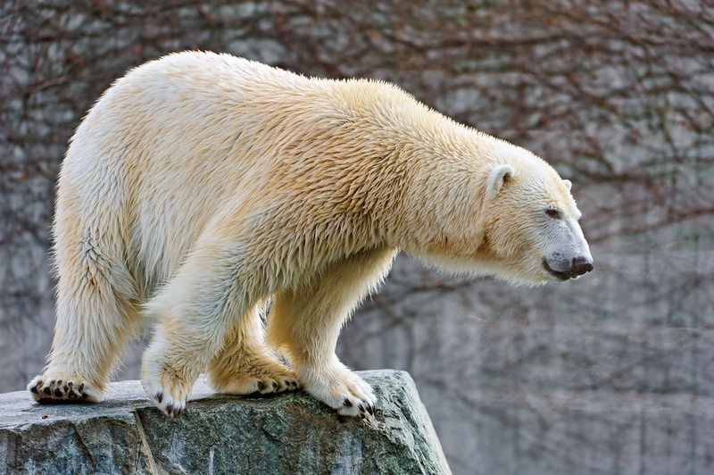 rock, animal wildlife, forest, carnivore, outdoors, fur, cute, zoo, profile view, arctic, solid, claw, mammal, no people, endangered Species, day, close-up