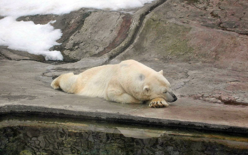 lie, sleeping, animal, arctic, wildlife, ice, polar Bear, 1080P, carnivore, polar, resting, animal themes, nature reserve, large, rock - object, mammal