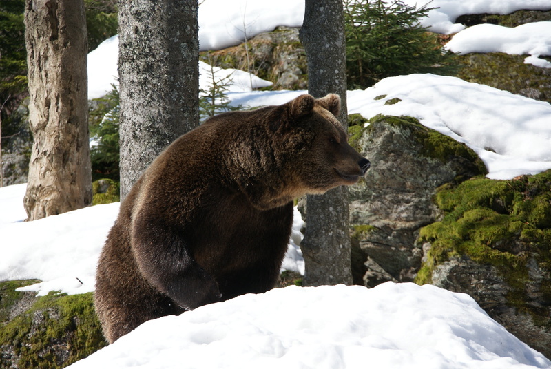 trees, one animal, brown Bear, national Park, fur, bear, winter, large, alaska - Usa State, eurasian bear, carnivore, no people, wilderness Area, herbivorous