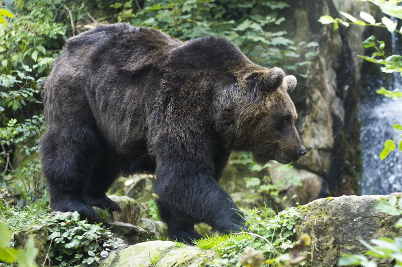 land, day, tree, walk, 2K, zoo, large, one animal, black, outdoors, animal themes, plant, alaska - Usa State, wildlife, brown Bear, carnivore, solid, no people