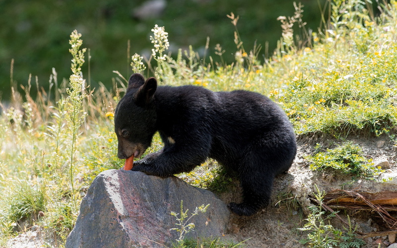 animal wildlife, black Color, eating, animal, rock, plant, one Animal, profile view, endangered Species, black, nature, 2K, sitting, outdoors, mammal