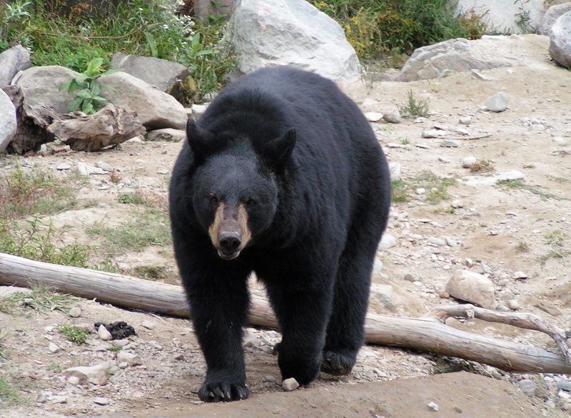 720P, bear, large, no people, outdoors, wildlife, animal wildlife, carnivore, zoo, danger, alaska - Usa State, walk, rock - object, brown Bear, animal