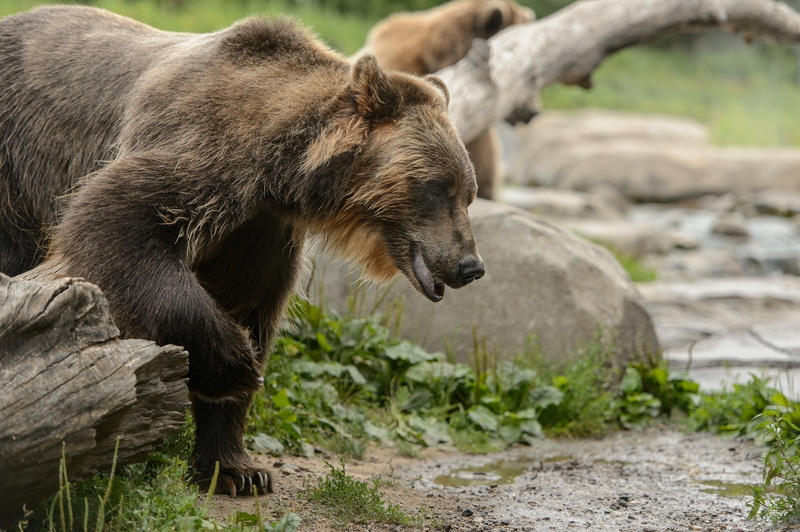 rock - object, brown, endangered Species, looking, vertebrate, bear, nature, solid, day, wildlife, brown Bear, carnivore, grizzly, fur, no people, animal themes