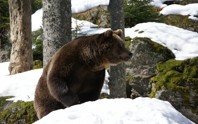 mammal, carnivore, national Park, snow, day, cold temperature, animal themes, animal wildlife, brown, solid, wilderness Area, one animal, nature, animals In The Wild