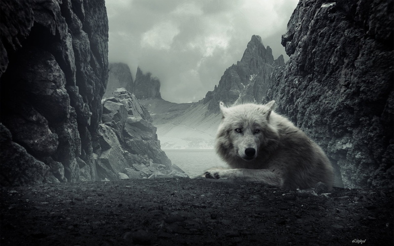 no People, tranquil scene, mammal, Rock, cloud - sky, beauty In Nature, animals In The Wild, snow, animals And Pets, day, wildlife, 1080P, landscape, formation